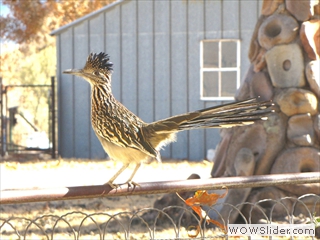 roadrunner